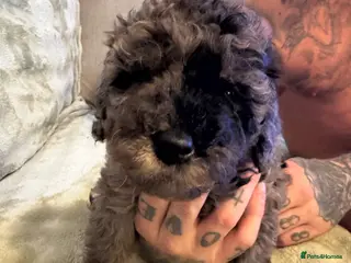 Mixed Breed dogs *last few remaining* F1B miniature Goldendoodle - Advert 5