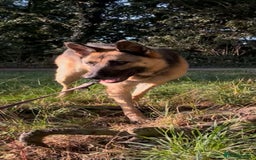 Mixed Breed dogs for adoption: Our Lovely Lucia in Witney - Image 15