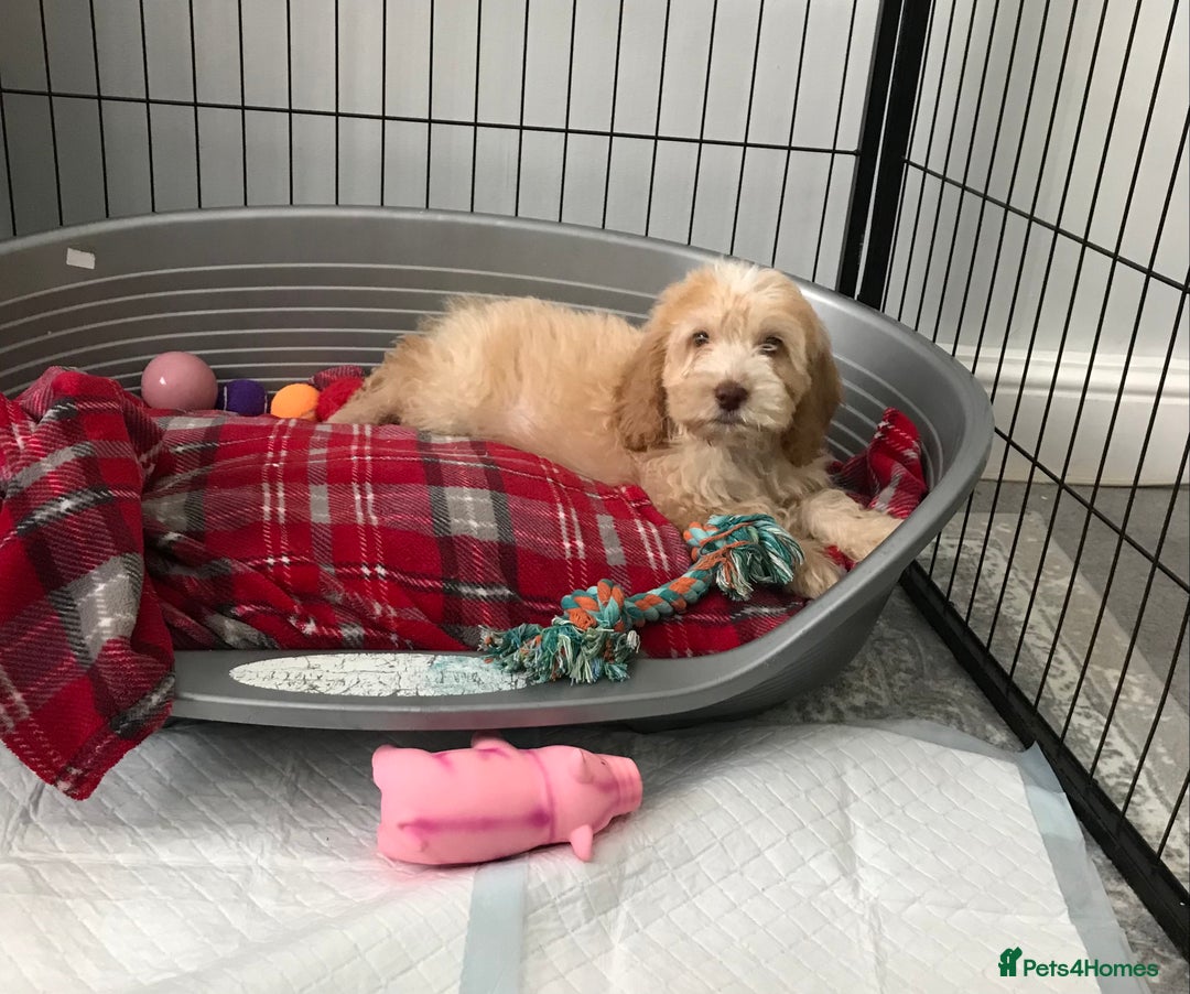 Cockapoo dogs for sale: 🐩🐶STUNNING F1 COCKAPOO PUPPIES🐶🐩 - Image 20