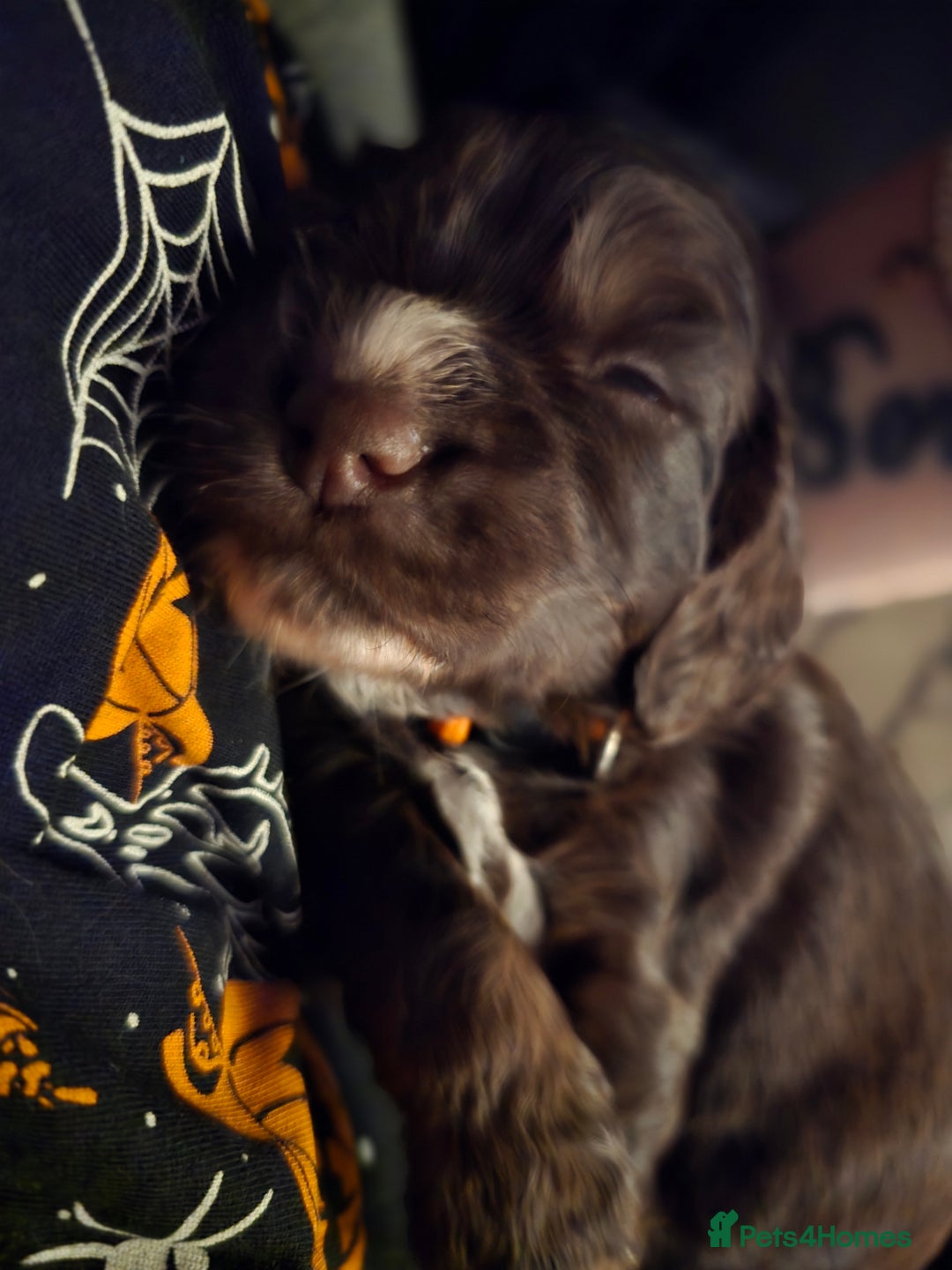Cocker Spaniel dogs for sale: Cocker spaniel puppies - Image 29