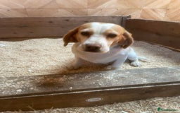 Beagle dogs for sale: 2 adult bitches and a 6 month tri boy - Image 5