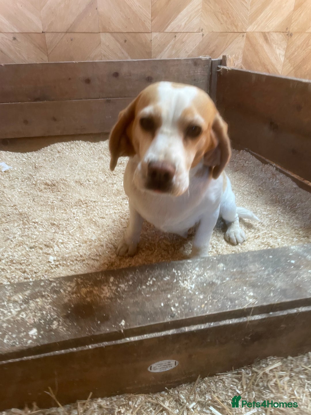 Beagle dogs for sale: 2 adult bitches and a 6 month tri boy - Image 5