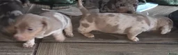 Dachshund dogs for sale: Minature short haired Daschunds - Advert 6