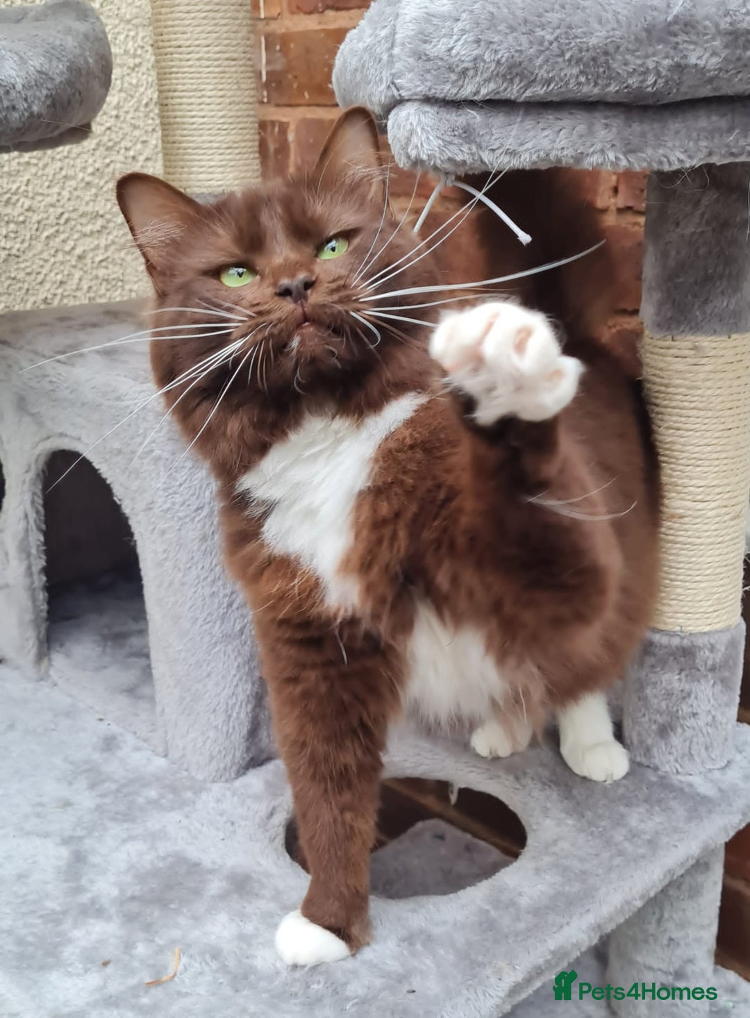 Ragdoll cats for sale: Tica Solid, Blue and Blue Mink Ragdolls - Advert 2