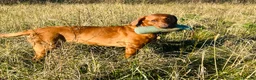 Labrador Retriever dogs for sale: EXCEPTIONAL KC Reg Fox Red with FTCH Lineage - Advert 26