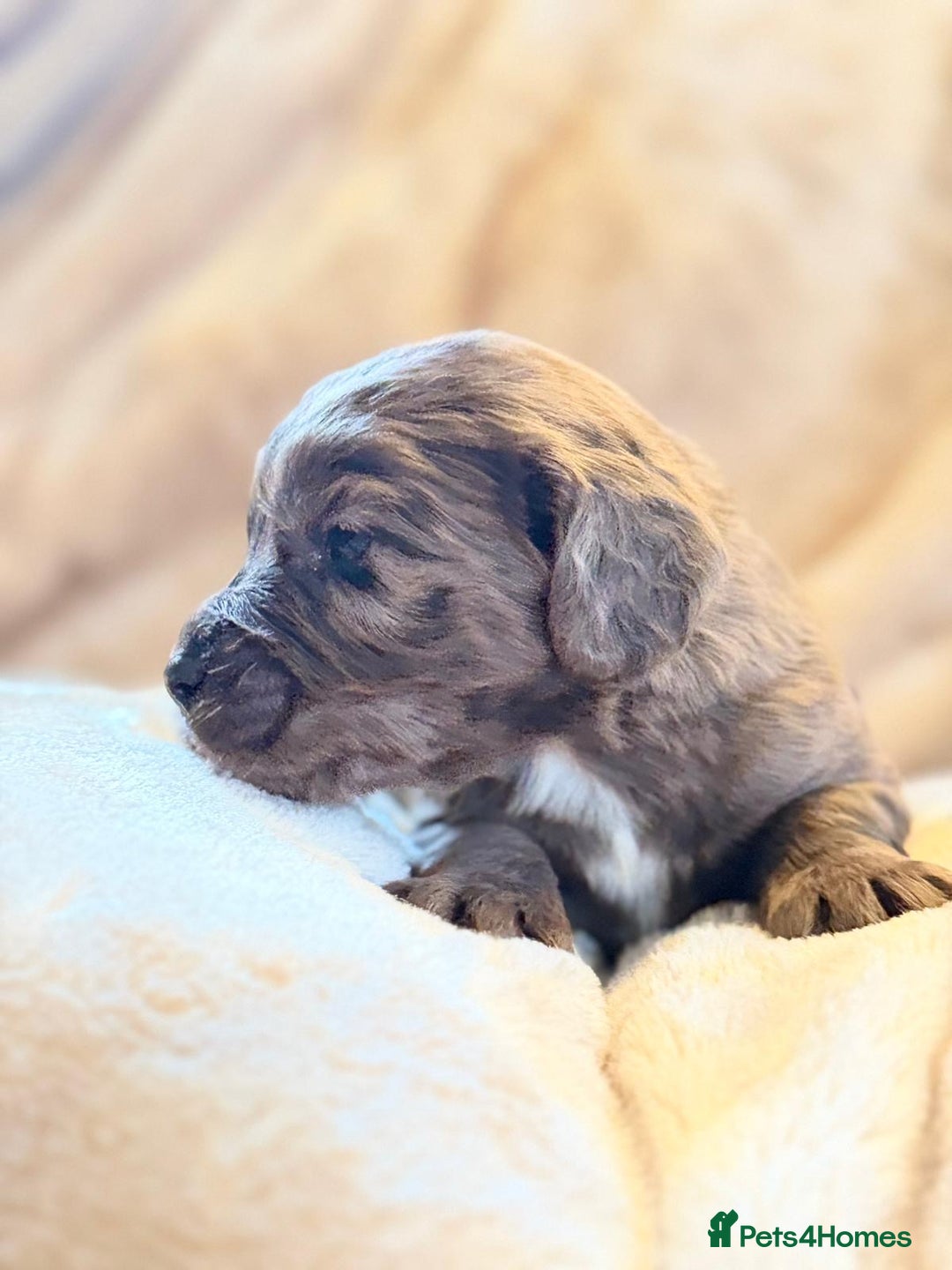 Cocker Spaniel dogs for sale: Gorgeous litter of working cocker spaniel puppies - Advert 15