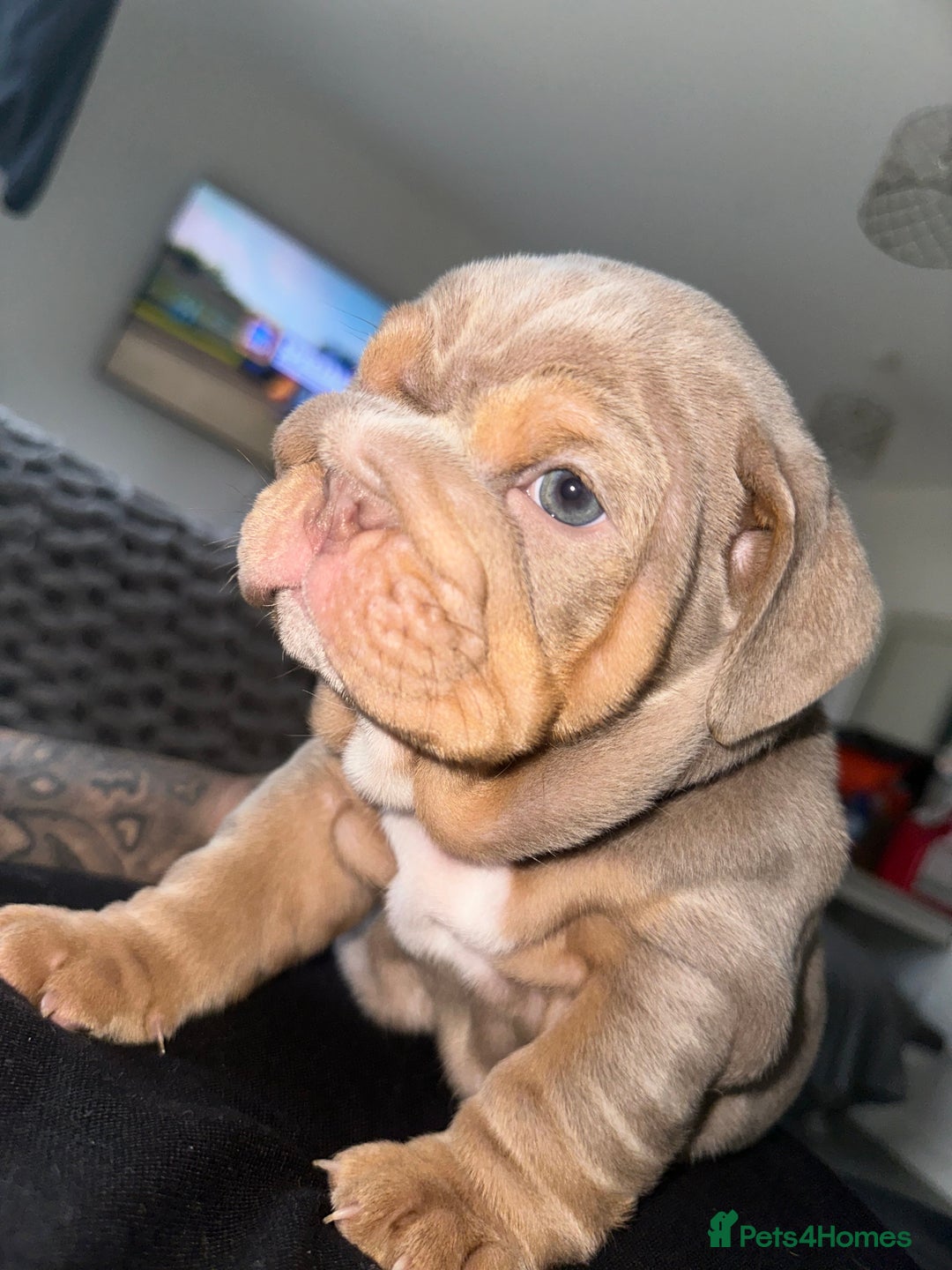 English Bulldog dogs for sale: Stunning KC Registered English Bulldog Puppies - Image 30