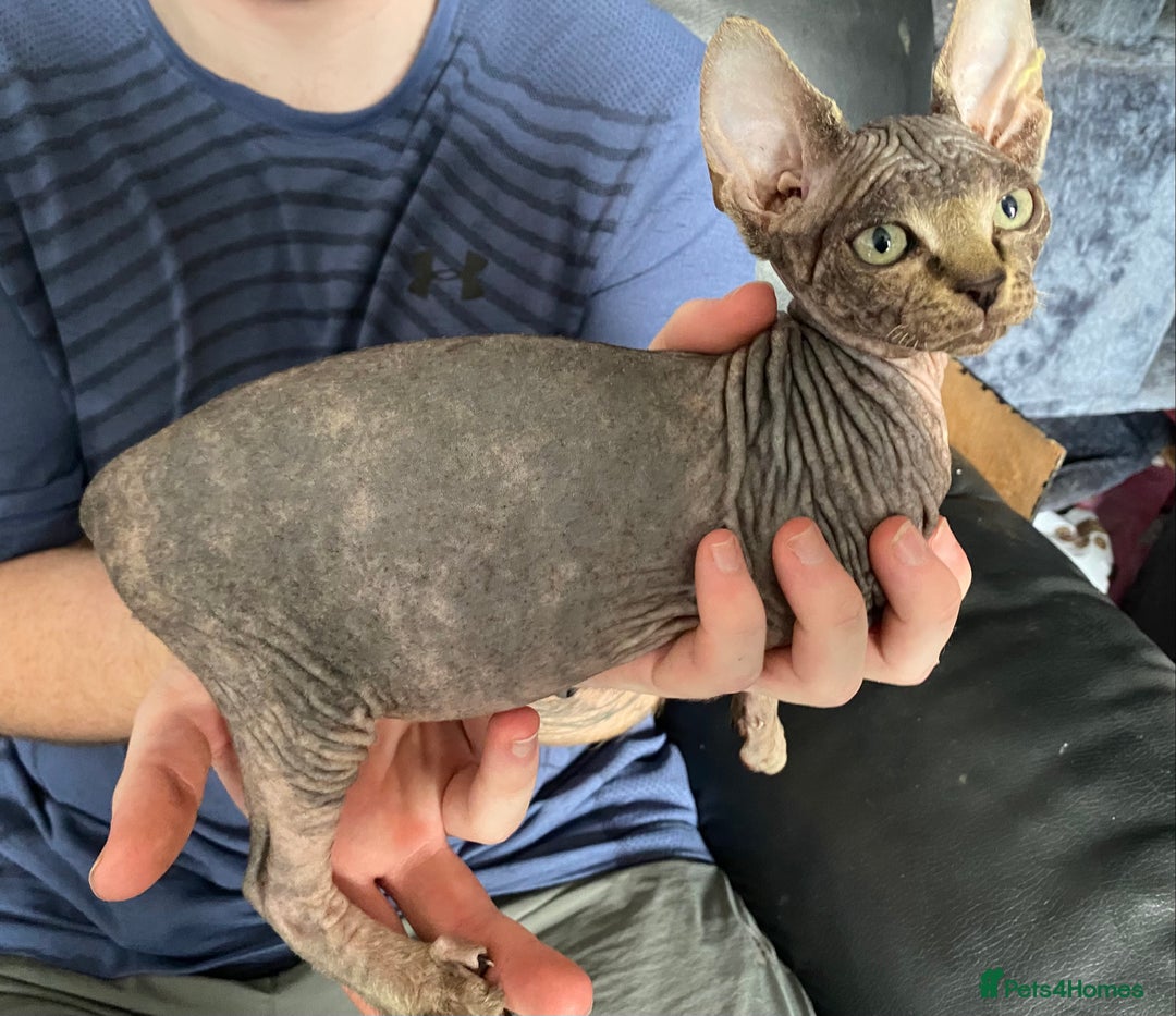 Sphynx cats for sale: Beautiful sphynx kittens - Image 11