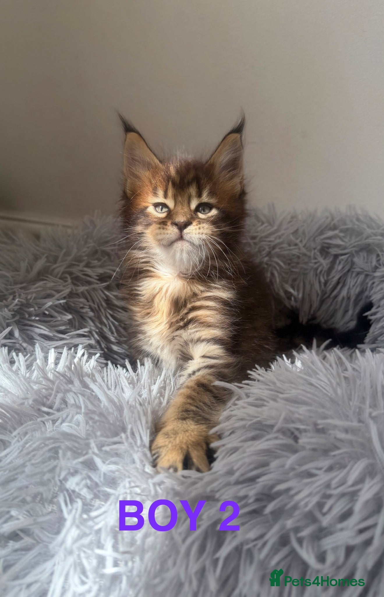 Maine Coon cats 1 LEFT CHAMPION LINE MAINE COON KITTENS  - Advert 7