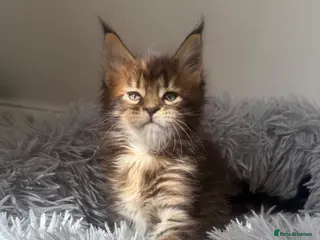 Maine Coon cats 1 LEFT CHAMPION LINE MAINE COON KITTENS - Advert 8