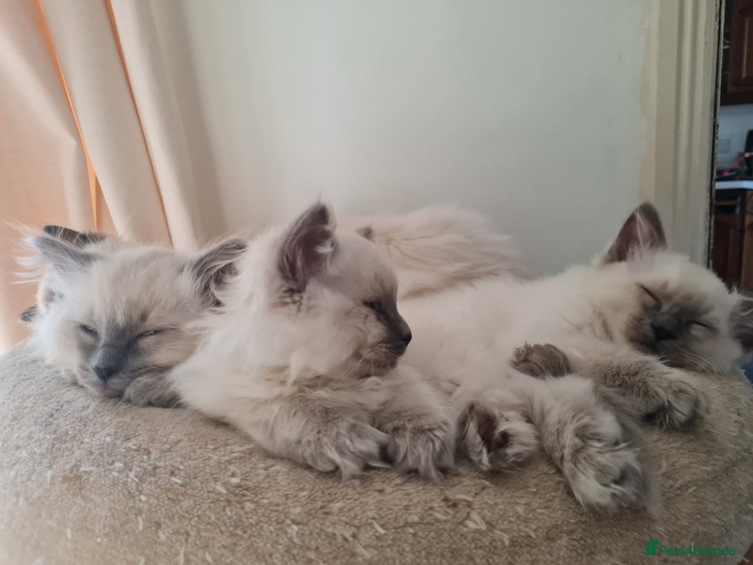 Ragdoll cats for sale: GCCF Registered Pedigree Ragdoll Kittens - Advert 5
