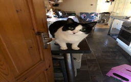 British Shorthair cats for sale: Roxxy - with a double X  - Image 4