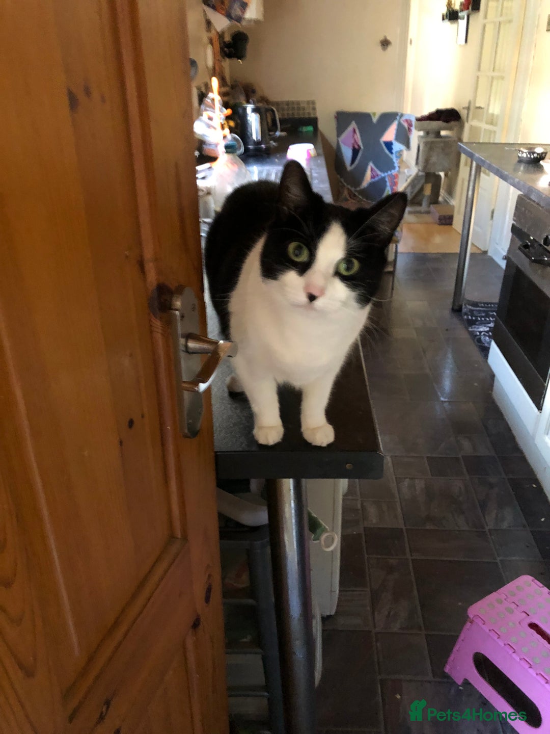 British Shorthair cats for sale: Roxxy - with a double X  - Image 4