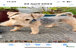 Lakeland Terrier dogs for sale: Lakeland terrier puppies - Image 18