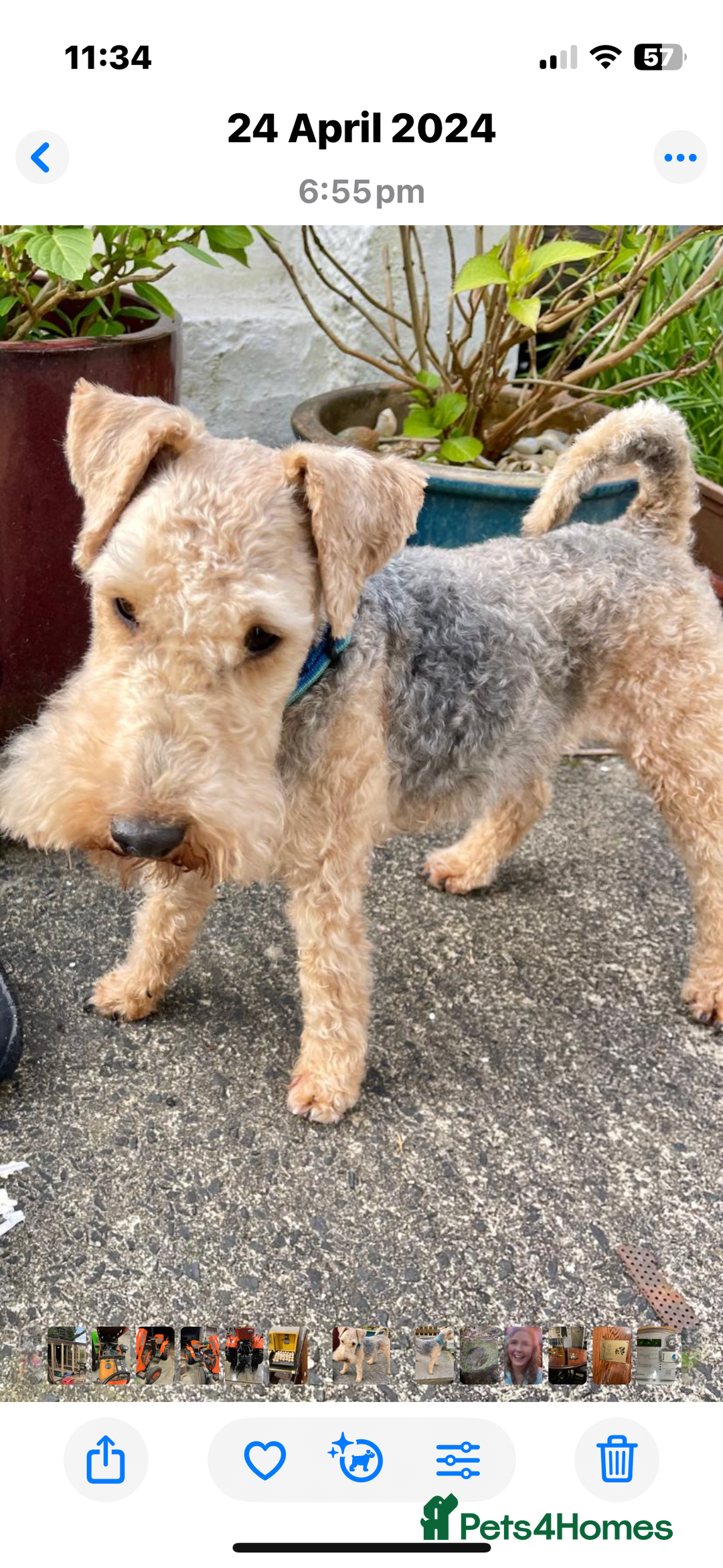 Lakeland Terrier dogs for sale: Lakeland terrier puppies - Image 18