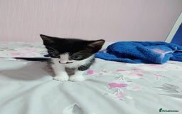 Mixed Breed cats for sale: Stunning kittens - Image 5