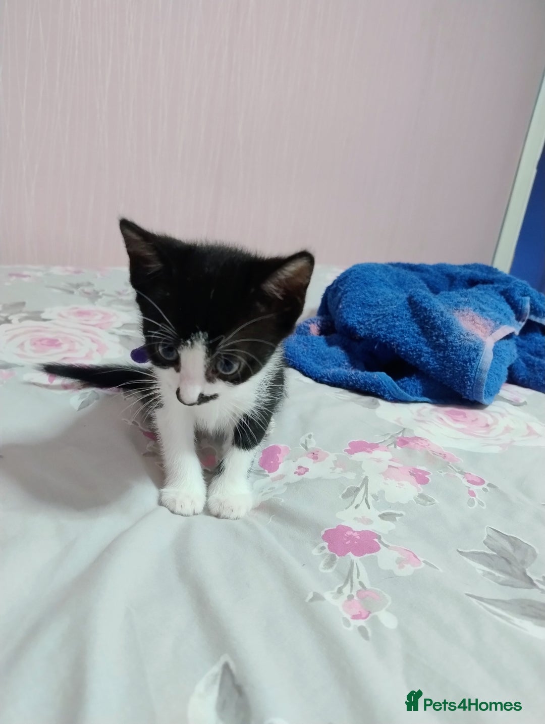 Mixed Breed cats for sale: Stunning kittens - Image 5