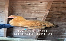 Chickens poultry for sale: Hybrid/ cross breed hens for sale - Image 10