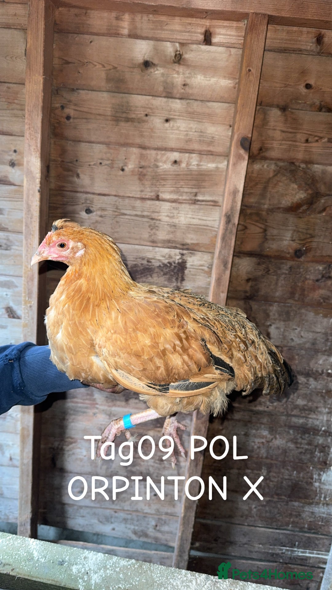 Chickens poultry for sale: Hybrid/ cross breed hens for sale - Image 10