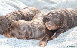 Labradoodle dogs for sale: Mini Labradoodles  - Image 8