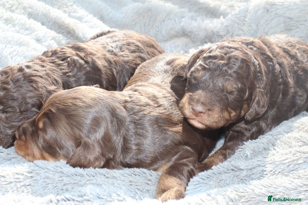 Labradoodle dogs for sale: Mini Labradoodles  - Image 8