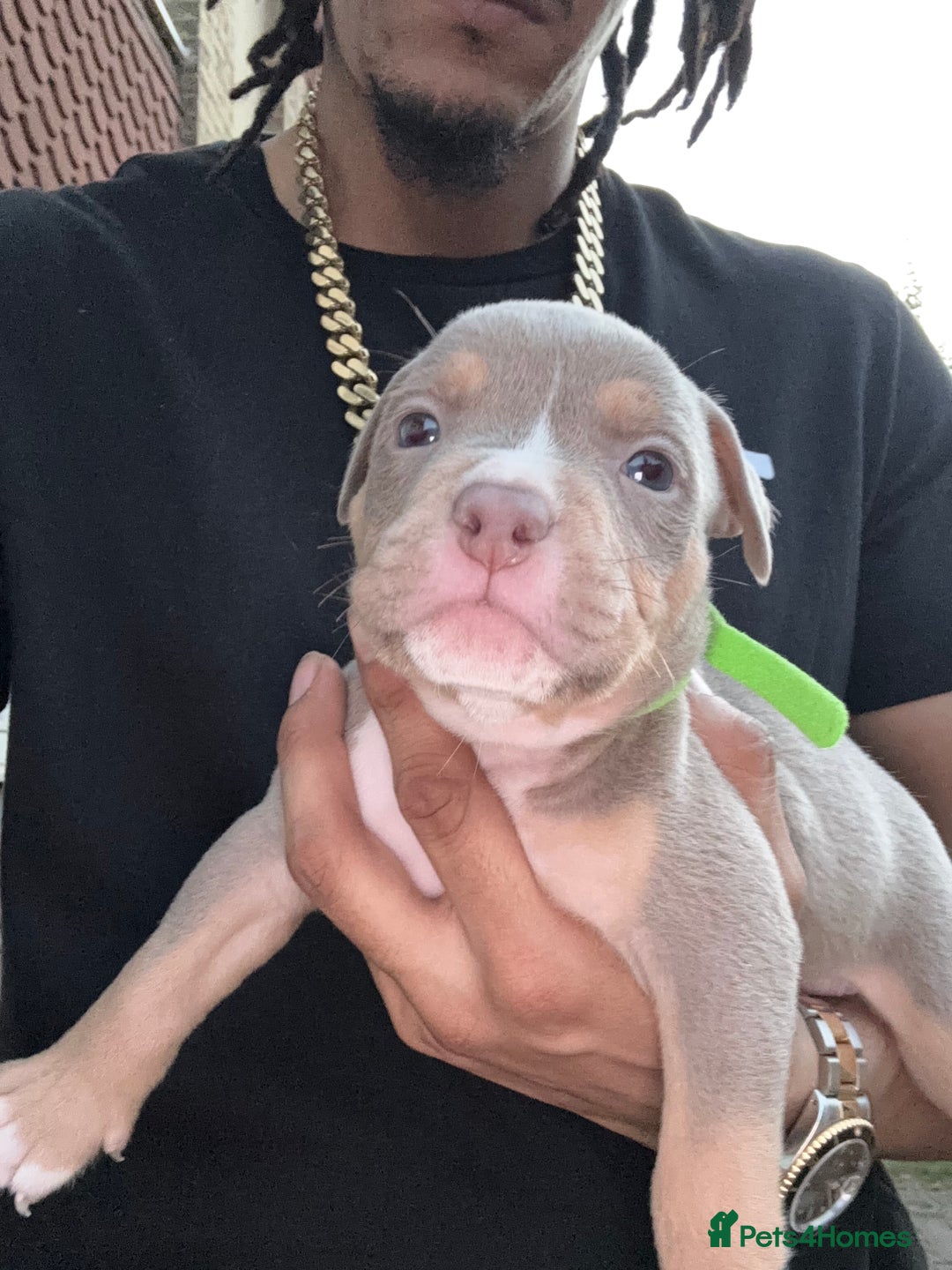 American Bully dogs for sale: American Pocket Bully Puppies (ABKC registered)  - Image 3