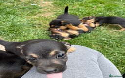 Mixed Breed dogs for sale: Jack Russell Black and Tan terrier puppies  - Image 19