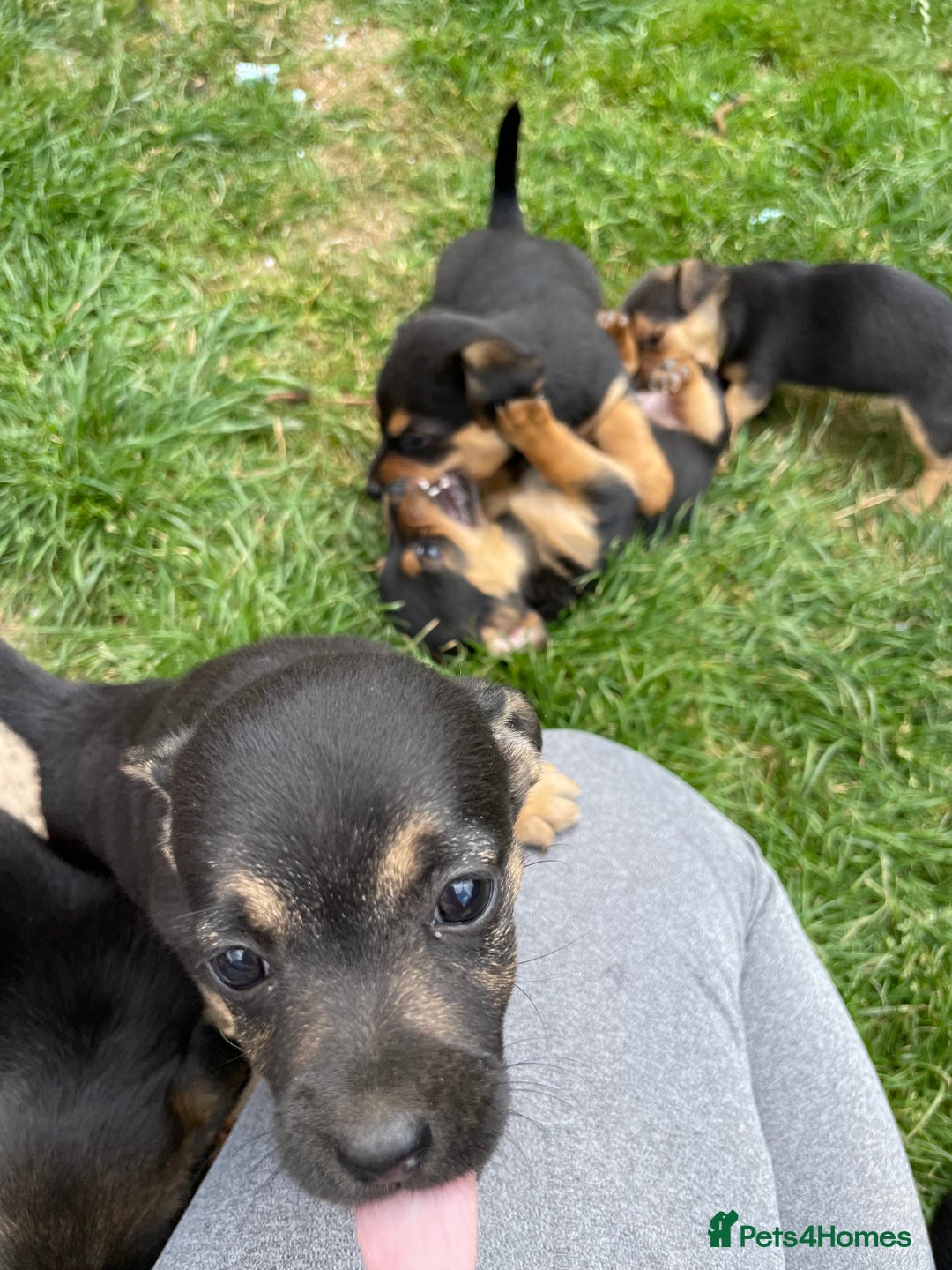 Mixed Breed dogs for sale: Jack Russell Black and Tan terrier puppies  - Image 19