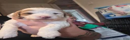 Cockapoo dogs for sale: 3 beautiful f1b cockapoo puppies  - Advert 7