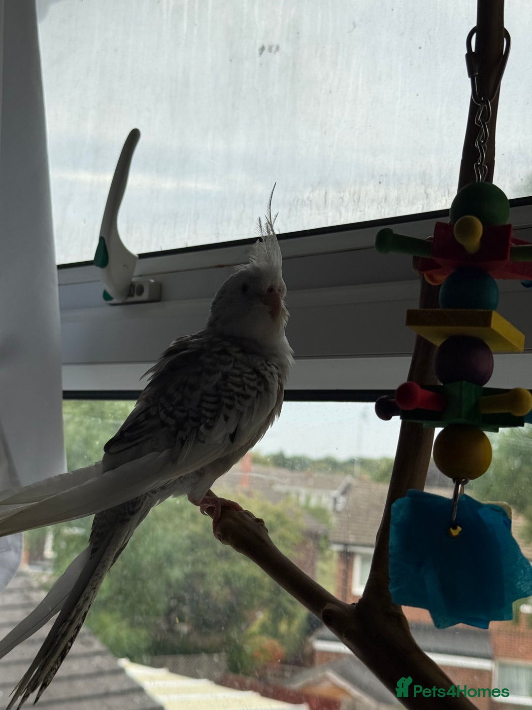 Cockatiels birds for sale: Cockatiel - Image 4