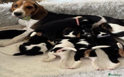 Beagle dogs for sale: Beagle Puppies  Friendly - Image 2