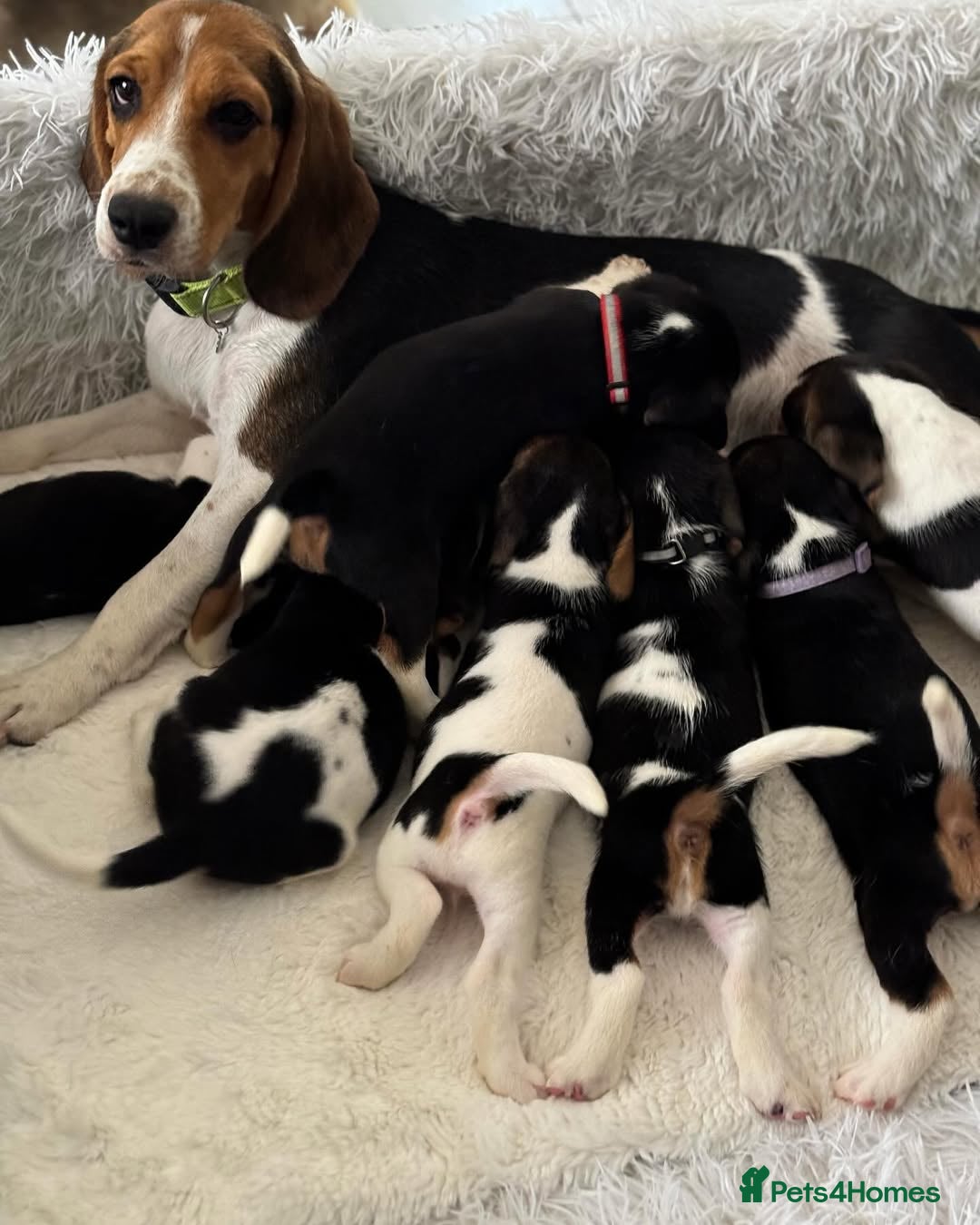 Beagle dogs for sale: Beagle Puppies  Friendly - Image 2