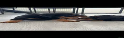Rottweiler dogs for sale: Stunning KC Reg Old Type Rottweiler Puppies  - Advert 5
