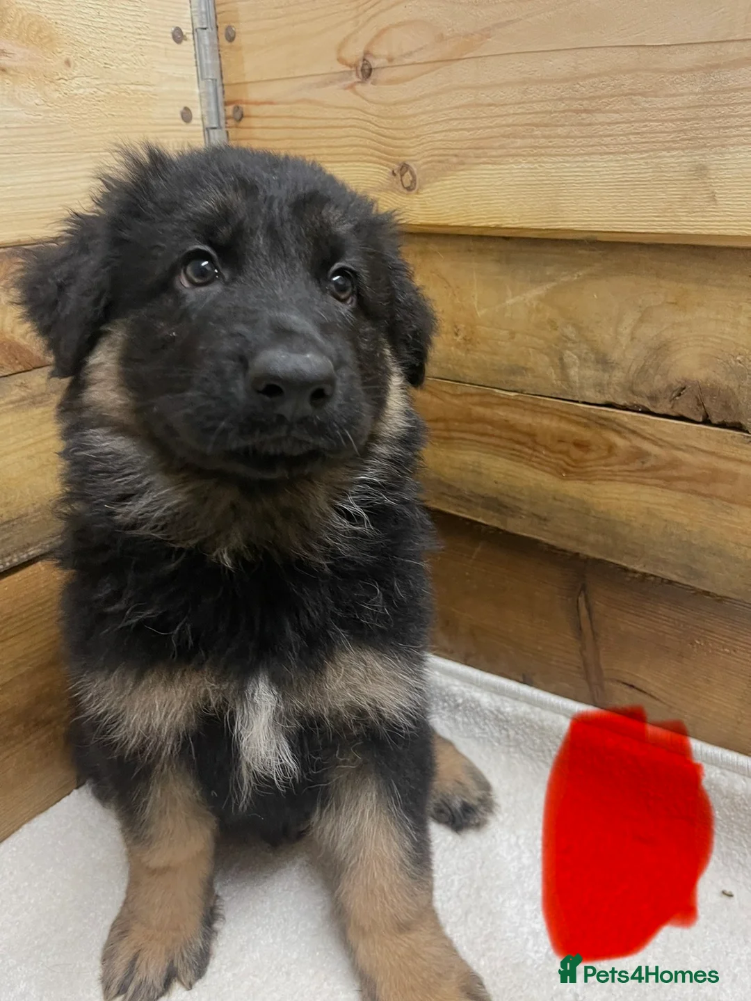 German Shepherd dogs for sale: 3 German Sheperd Pups for sale - Advert 21