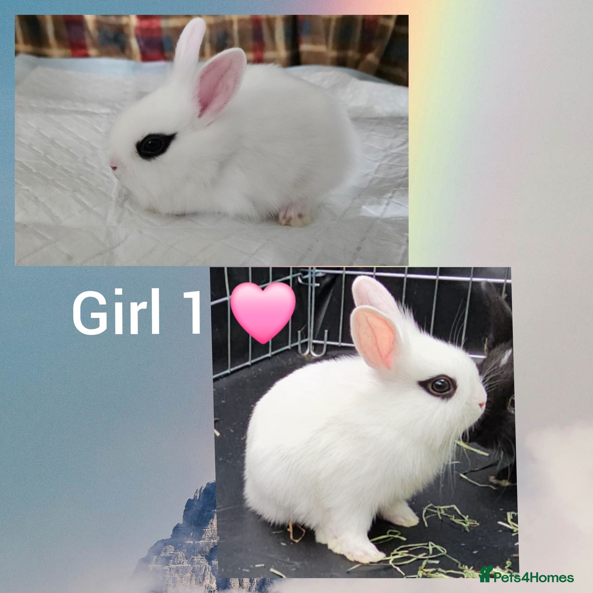 Mixed Breed rabbits Beautiful netherland dwarf x single mane lionhead  - Advert 6