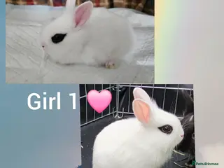 Mixed Breed rabbits Beautiful netherland dwarf x single mane lionhead - Advert 6