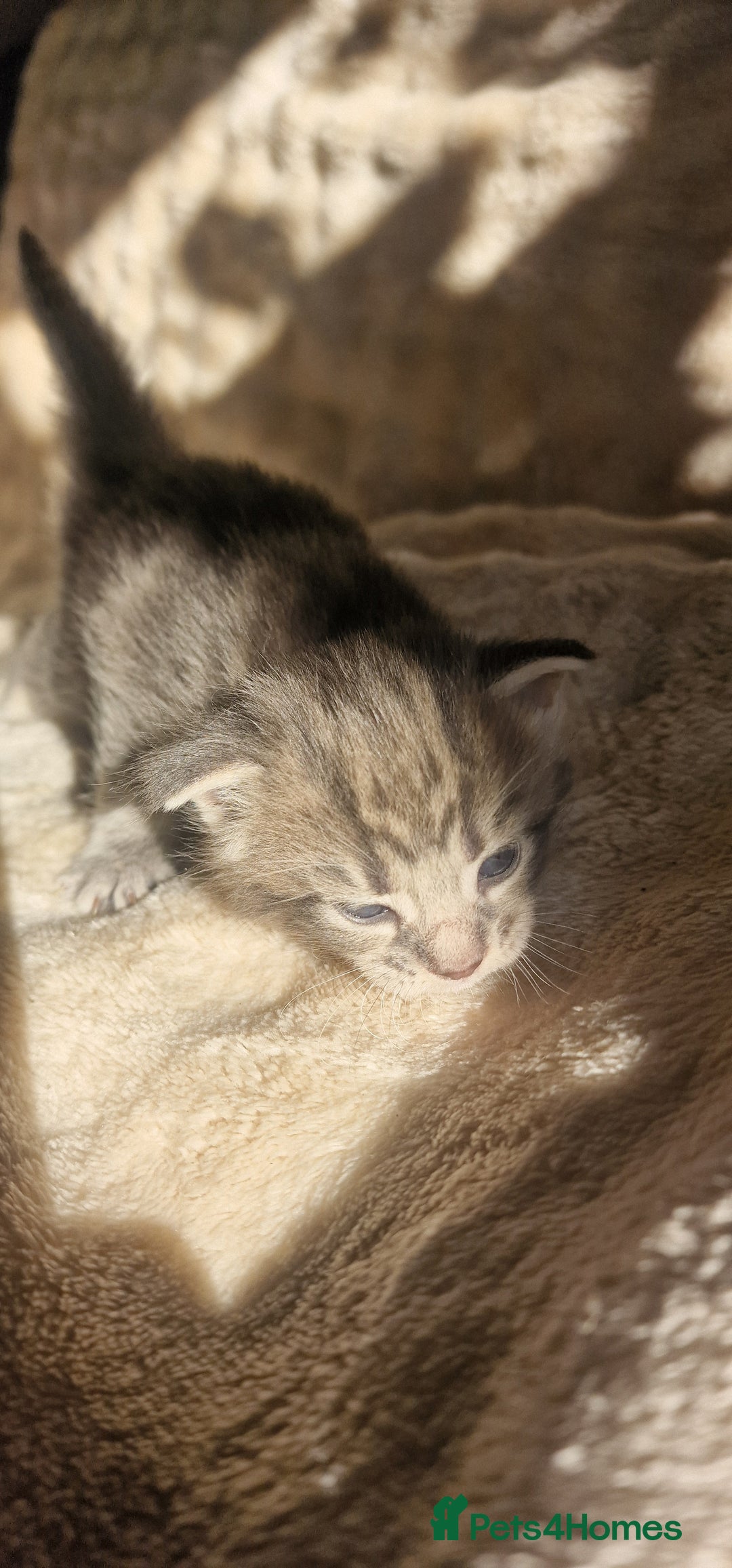 Maine Coon cats for sale: Maine Coon Kittens  - Advert 14