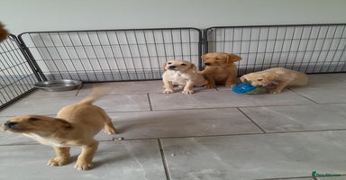 Goldador dogs - Advert 1