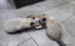 Ragdoll cats for sale: Beautiful fluffy Ragdolls / 2 boys left - Image 19