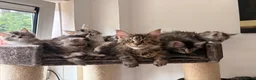Maine Coon cats for sale: 🐾 Beautiful Maine Coon Girl – Rosie 🐾 - Advert 12