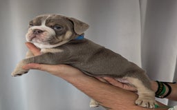 English Bulldog dogs for sale: English Bulldog Puppies  - Advert 15
