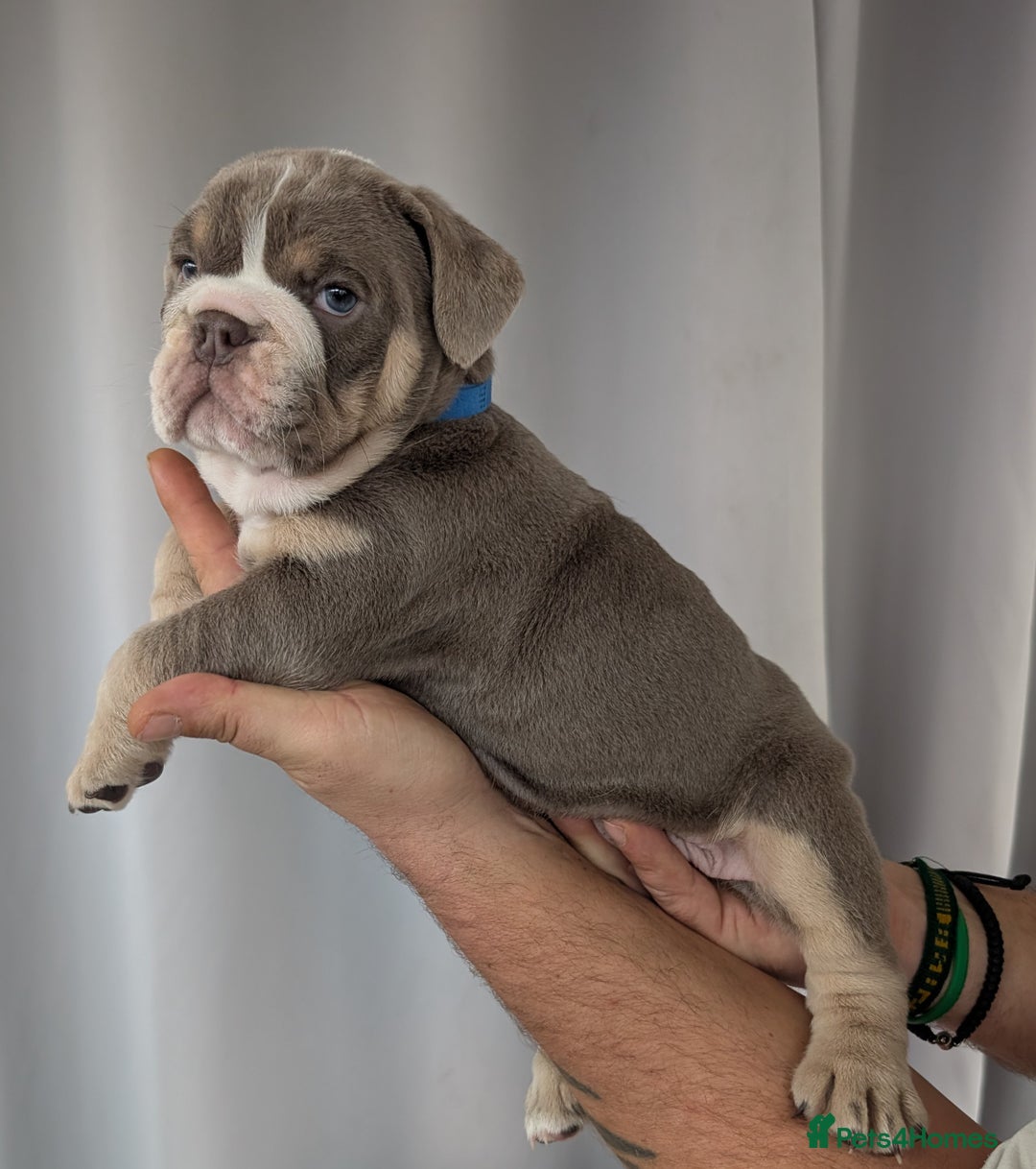 English Bulldog dogs for sale: English Bulldog Puppies  - Advert 15