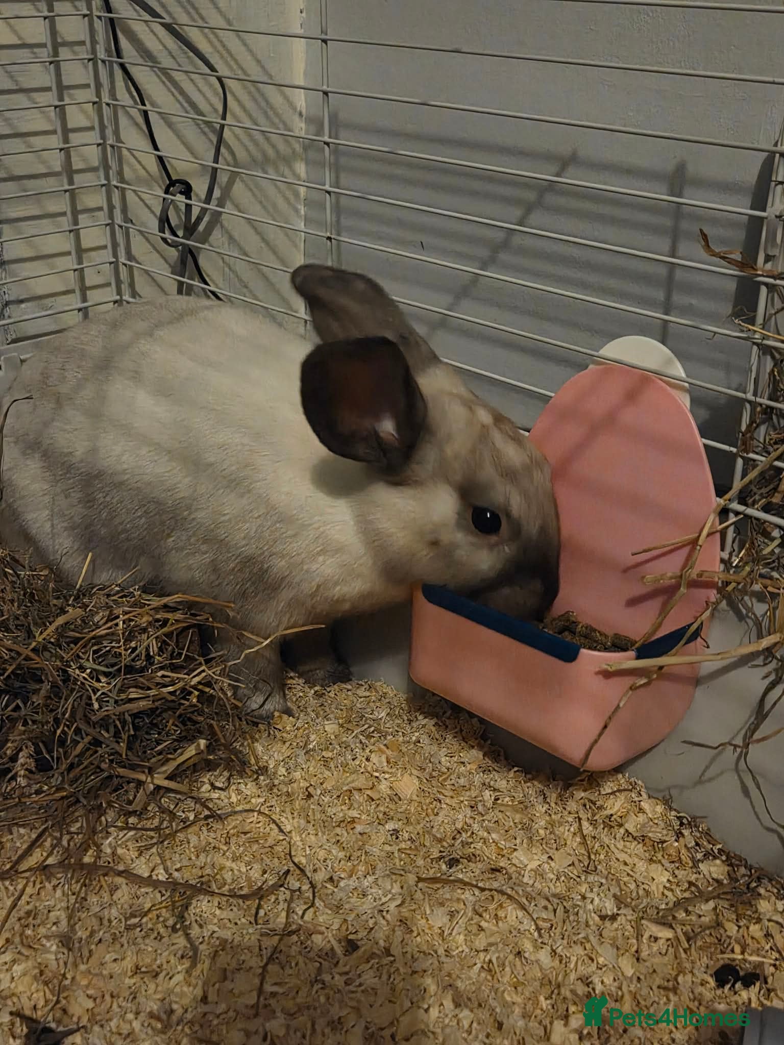 Mixed Breed rabbits 1 female and male rabbits - Advert 2