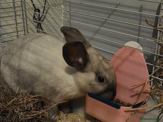 Mixed Breed rabbits 1 female and male rabbits - Advert 3