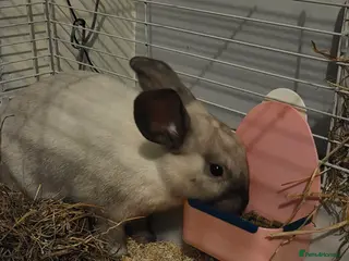 Mixed Breed rabbits 1 female and male rabbits - Advert 18