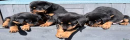 Rottweiler dogs for sale: Rottweiler puppies. 1 LEFT. READY TO GO. - Advert 13