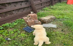 Golden Retriever dogs for sale: Healthy well socialised calm KC puppies - Image 14