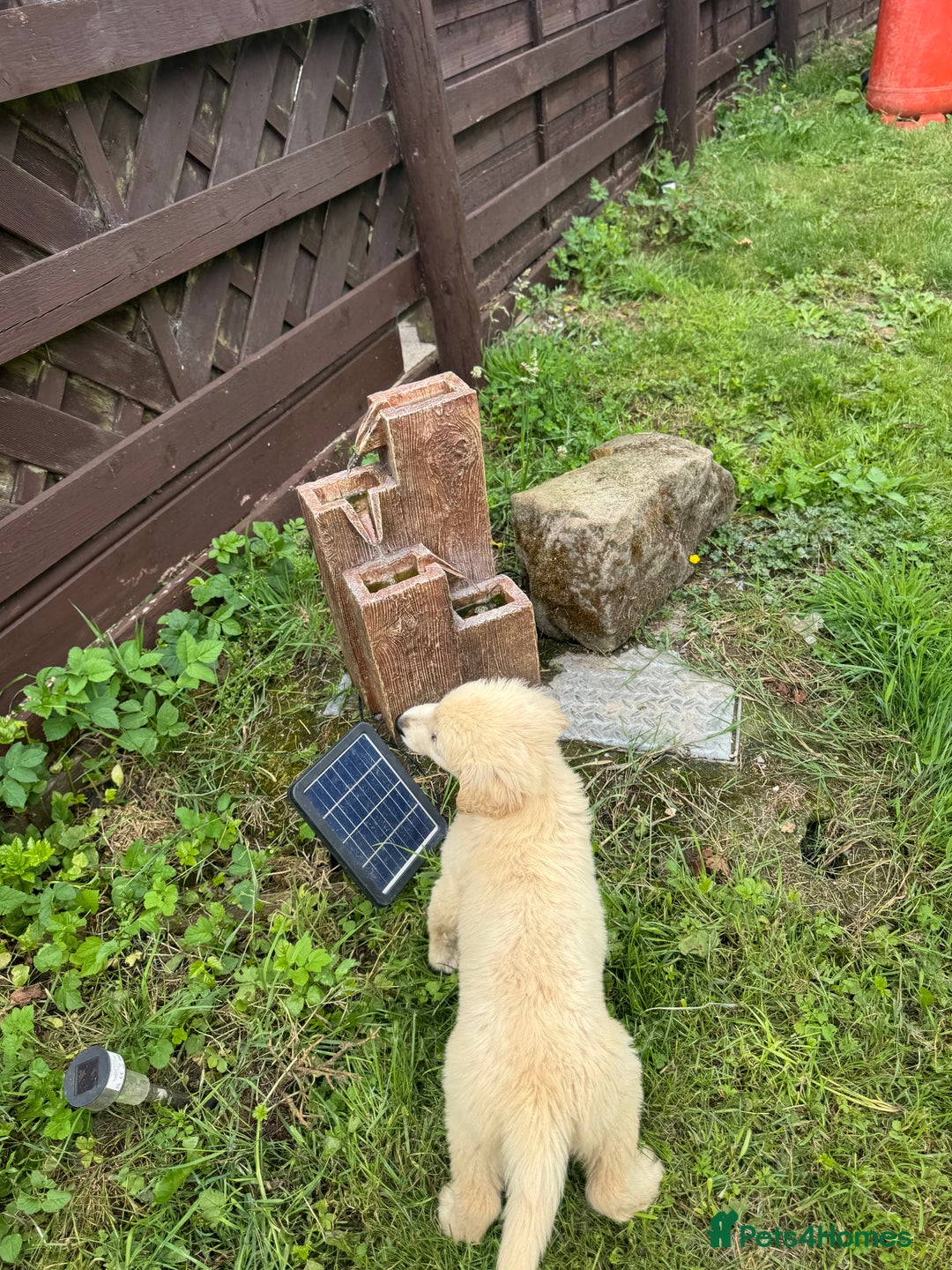 Golden Retriever dogs for sale: Healthy well socialised calm KC puppies - Image 14