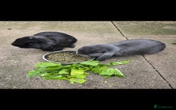 Mini Lop rabbits for sale: Two mini lop rabbits from different litter  - Image 1