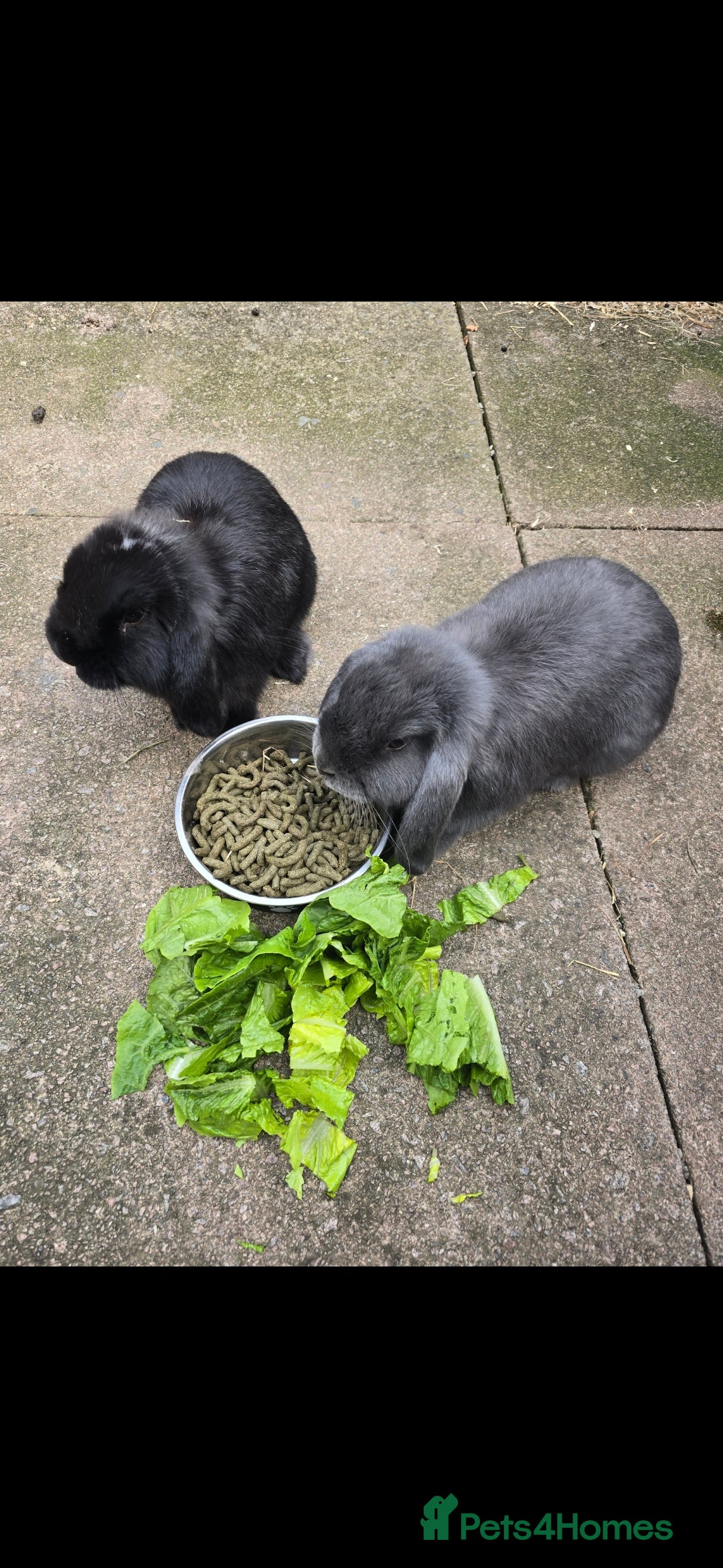 Mini Lop rabbits for sale: Two mini lop rabbits from different litter  - Image 1